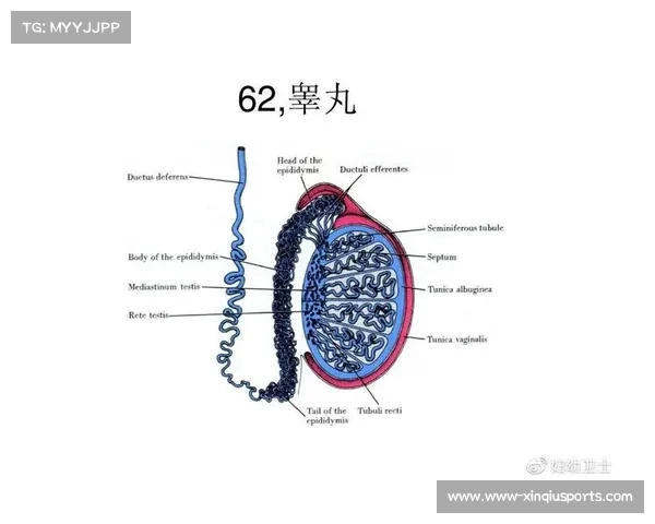 斯诺克技巧与战术解析 提升你的比赛水平从基础到高级的全面指南